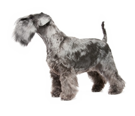 kc dog grooming, new longton