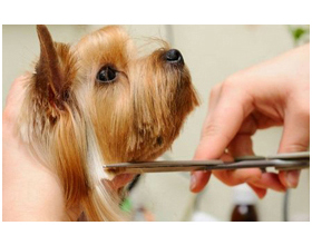 KC Dog Grooming, New Longton, Preston