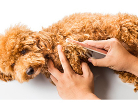 KC Dog Grooming, New Longton, Preston