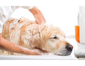 KC Dog Grooming, New Longton, Preston